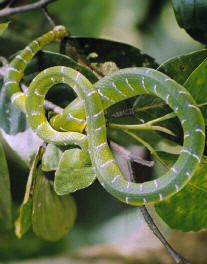 Laos dangerous snakes