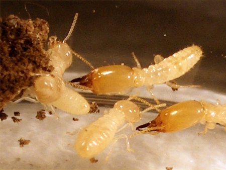 Termite Trouble Laos