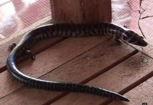 Four-Legged Snake Found In Vientiane