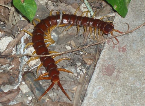 Giant Red Centipede - Venomous Predators