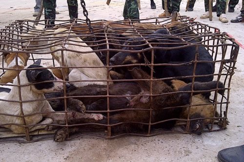 Illegal Dog Meat Trafficking; Laos, Vietnam and Thailand