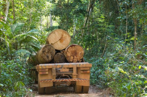 New EU Timber Regulation