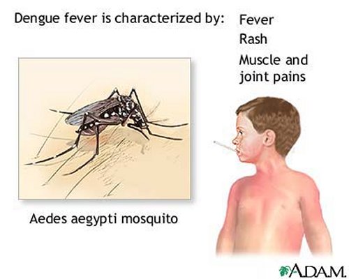 Dengue Kills 31 So Far This Year: Laos