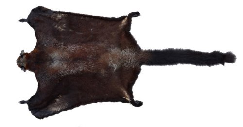 Scientists Discover New Flying Mammal In Lao Bushmeat Market