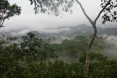 The Forests Of Lao Are Safe, For Now