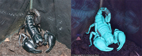 The Incredible Lao Scorpion Which Glows Blue