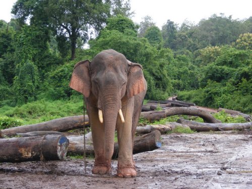 Elephants in Laos Under Threat