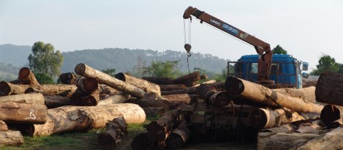 China Halts Timber Imports from Laos