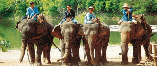 Captive Elephants In Laos Face Extinction