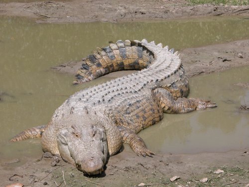 Child Killed And Woman Injured By Crocodile in Champassak
