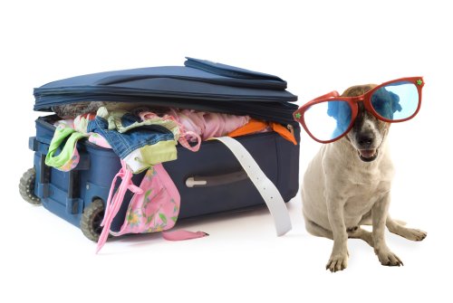 How to Travel With Your Pet Laos