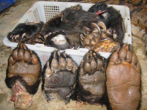 Tiger Meat And Bear Paws On Menu For Chinese Tourists In Laos
