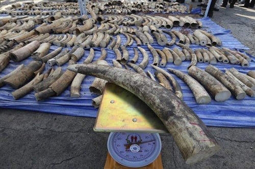 Laos Overlooked In Ivory Trade Blitz
