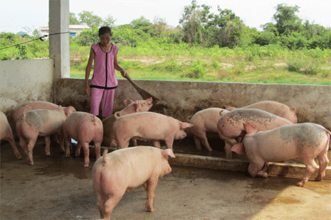 Laos Suspends Pork Imports To Protect Local Farmers