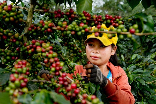 Laos’ revenues from coffee rise despite reduction in plantations