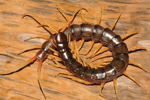 'Horrific' First Amphibious Centipede Discovered