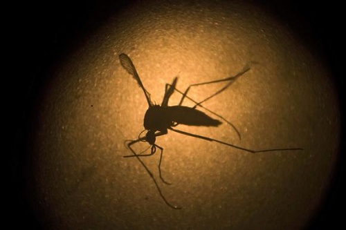 Thailand Wary As Zika Cases Soar Close To 100