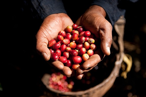Xekong Coffee Growers Exasperated By Price Drop