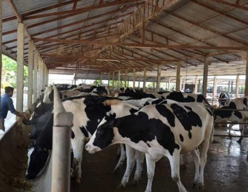 Lao Dairy Farm Carves Out Healthy Market Niche