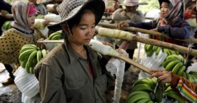 Bananas remain a large slice of Laos’ export pie