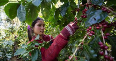 Coffee Giant Dao-Heuang Owes Billions To Lao Farmers
