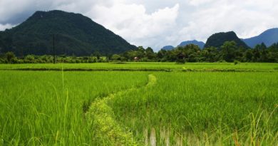 Global Warming May Have 'Devastating' Effects On Rice: Study