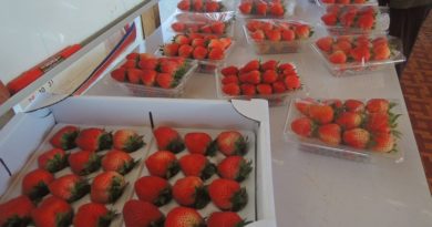 Pakxong Strawberry Farm Has Tasty Treats In Store