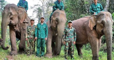Crazier than Fiction- the Elephant Rangers of Laos