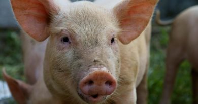 Laos Reports First Cases Of African Swine Fever