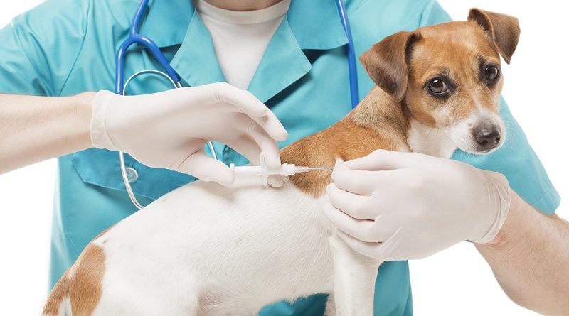 Free Pet Vaccination For Sep 27