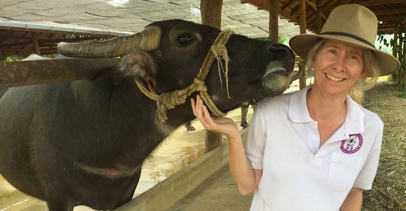 Laos dairy buffalo challenge