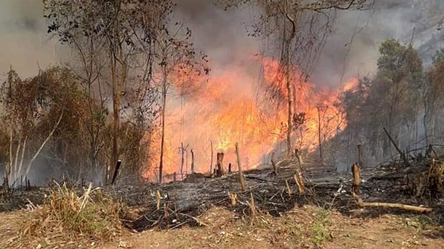 Bushfires Destroy 100,000 Hectares Of Forests