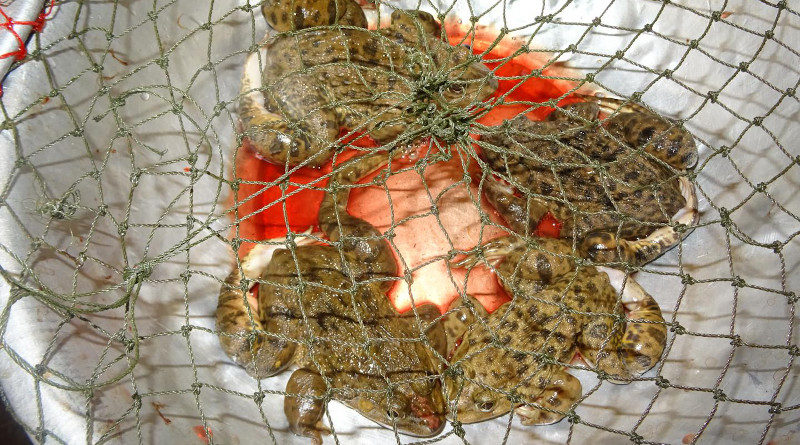 Laos- Illegal Trade With Terrestrial Vertebrates In Markets And Households