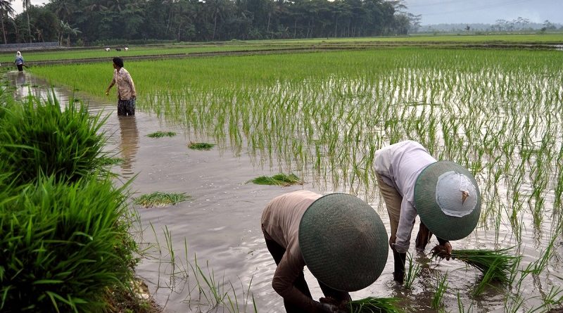 Number Of Families Working In Agriculture Down By 10 Percent: Survey