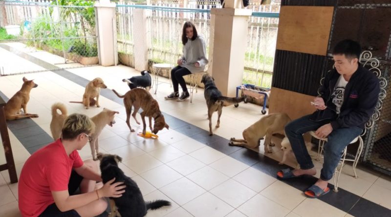 Singaporean with passion to care for animals at shelter in Laos