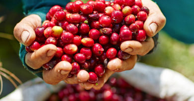 Coffee Set To Boost Laos-EU trade