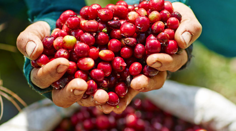 Coffee Set To Boost Laos-EU trade