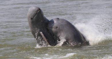 Irrawaddy Dolphins On Verge Of Local Extinction In Laos