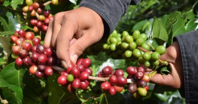 Declining Coffee Production In Laos Needs Urgent Attention: LCA