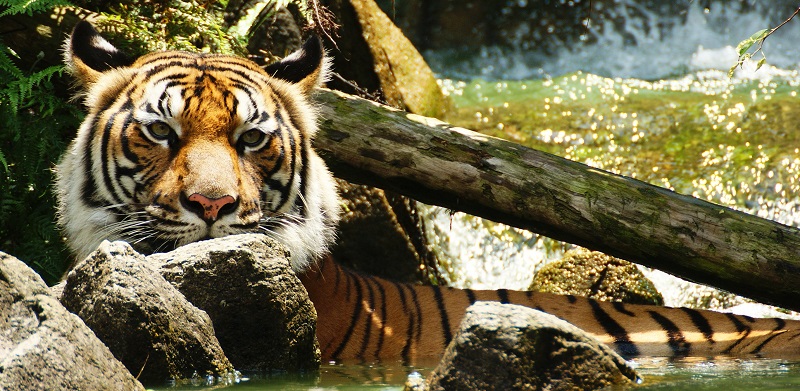 Tigers May Now Be Extinct In Laos: WWF