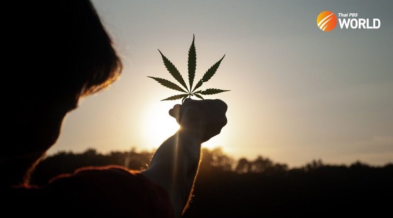 What Is And Isn’t Allowed As Thailand Legalizes Pot
