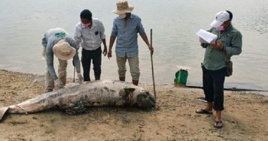 Loss Of Freshwater Dolphins Kills Tourism Industry In Southern Lao Province