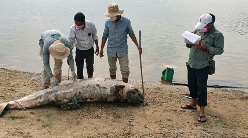 Loss Of Freshwater Dolphins Kills Tourism Industry In Southern Lao Province
