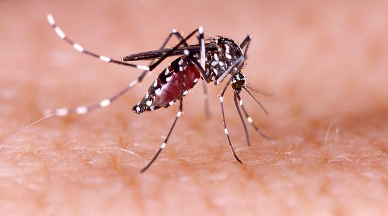 Dengue Fever Infections in Laos Rises