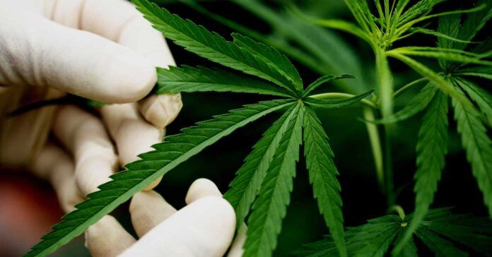 Laos approves regulated production of cannabis for medical use
