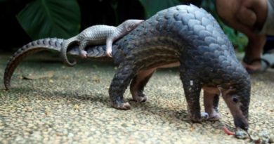 Illegal Trade of Pangolins and their Parts Widespread Online in Laos