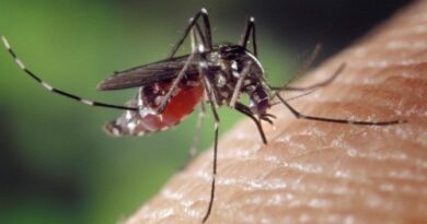 How to Get Rid of Mosquitoes Inside the House: 7 Ways for a Mosquito-free Home