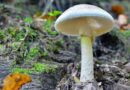 2 Die After Eating Poisonous Mushrooms