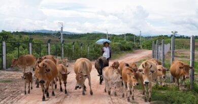 Laos Can’t Meet Chinese Cattle Import Demands