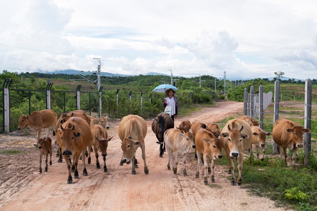 Laos Can’t Meet Chinese Cattle Import Demands